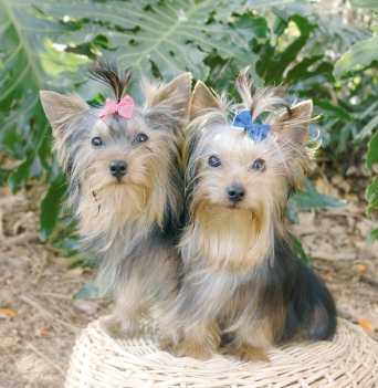 Some of the more common health issues seen in all types of Yorkie dogs, 